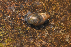 Lymnaeoidea