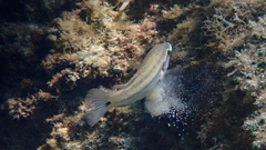Symphodus tinca