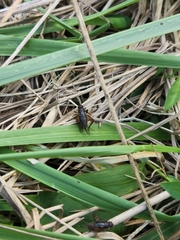 Eunemobius carolinus