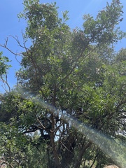 Dermatophyllum secundiflorum