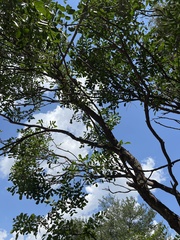 Dermatophyllum secundiflorum