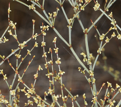 Eriogonum brachyanthum