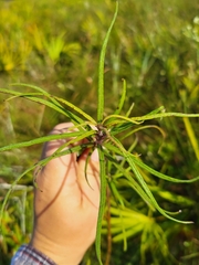 Helianthus angustifolius