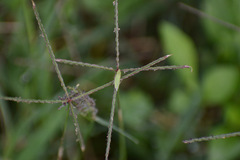 Draeculacephala balli