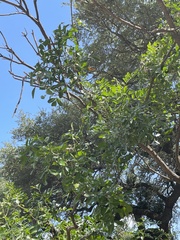 Dermatophyllum secundiflorum