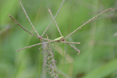 Draeculacephala balli