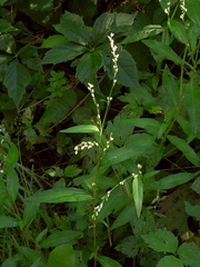 Persicaria mitis