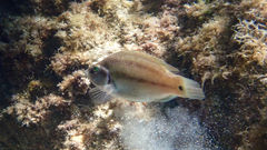 Symphodus tinca