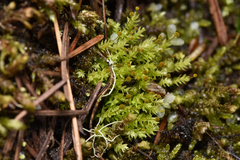 Aulacomnium androgynum