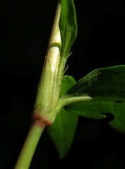 Persicaria mitis