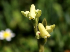 Disperis villosa