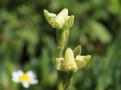 Disperis villosa