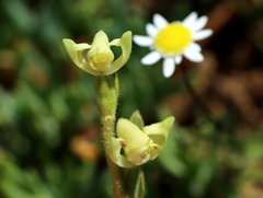Disperis villosa