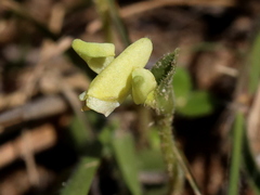 Disperis villosa