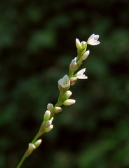 Persicaria mitis