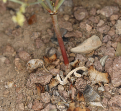 Eriogonum brachyanthum