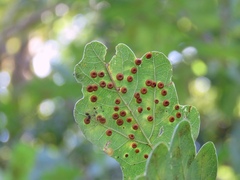 Neuroterus numismalis