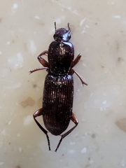 Stenomorphus californicus