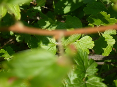 Ribes hirtellum