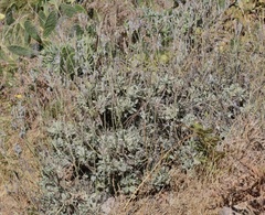 Lavandula pinnata