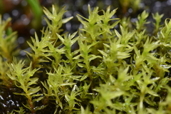 Dichodontium pellucidum