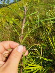 Helianthus angustifolius