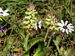 Lachenalia pallida