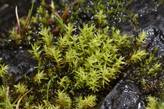 Dichodontium pellucidum