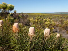 Banksia victoriae