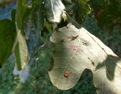 Neuroterus albipes