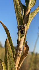Diadasia