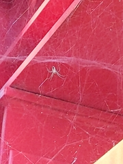 Mecynogea lemniscata