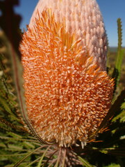 Banksia victoriae