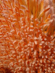 Banksia victoriae