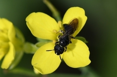 Ceratina cucurbitina