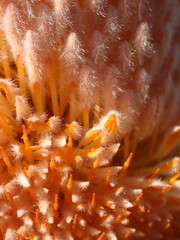 Banksia victoriae
