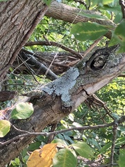 Lecanoromycetes