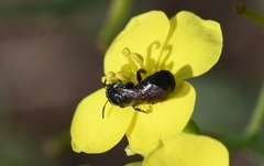 Ceratina cucurbitina