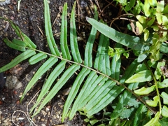 Pteris vittata