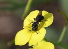 Ceratina cucurbitina