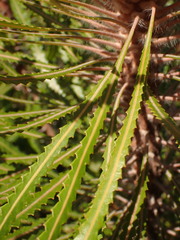 Banksia victoriae