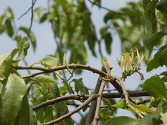 Dendrophthoe falcata