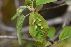 Blaesodiplosis