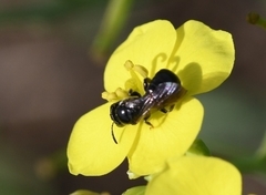 Ceratina cucurbitina
