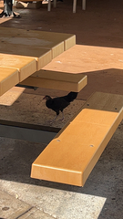 Gallus gallus domesticus