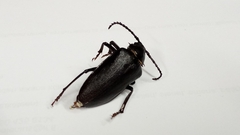 Prionus coriarius