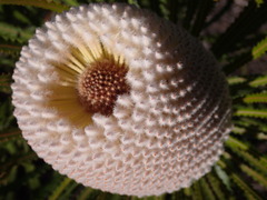 Banksia victoriae