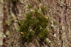 Dicranum fuscescens