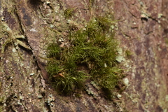 Dicranum fuscescens