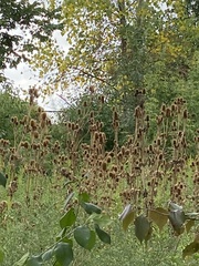 Dipsacus